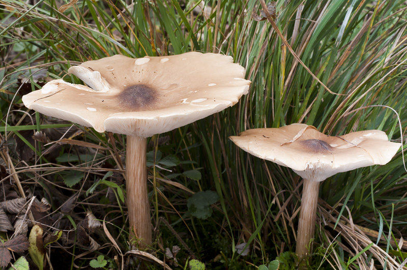 Melanoleuca grammopodia